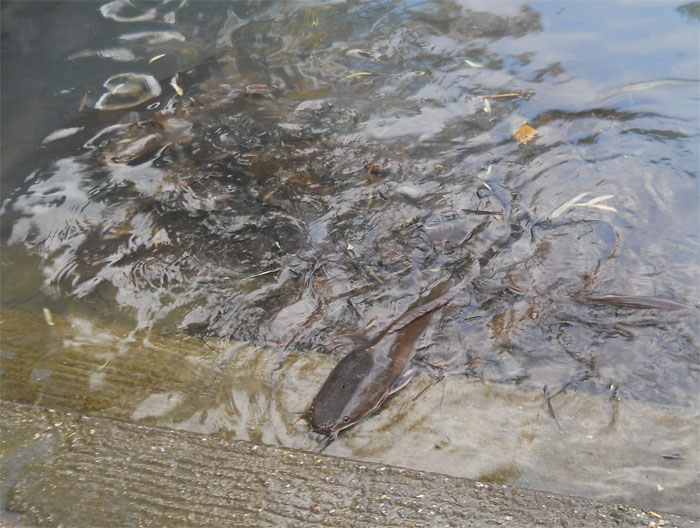 ���� ������� [������ �,]