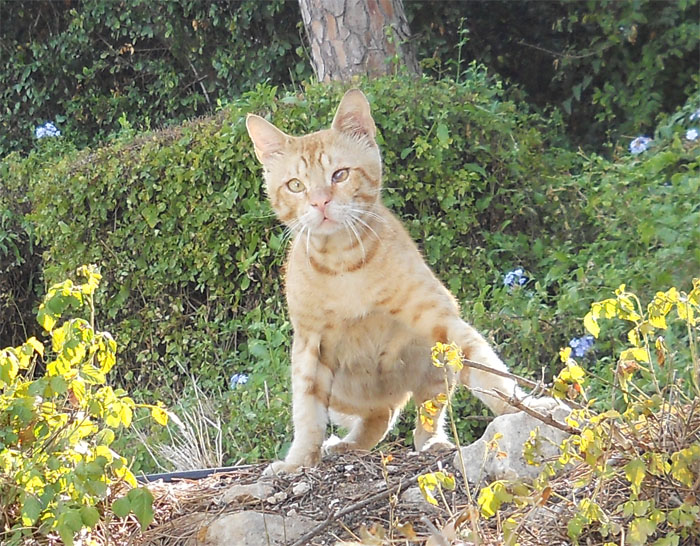 ������� ������ ����� [������ �.]