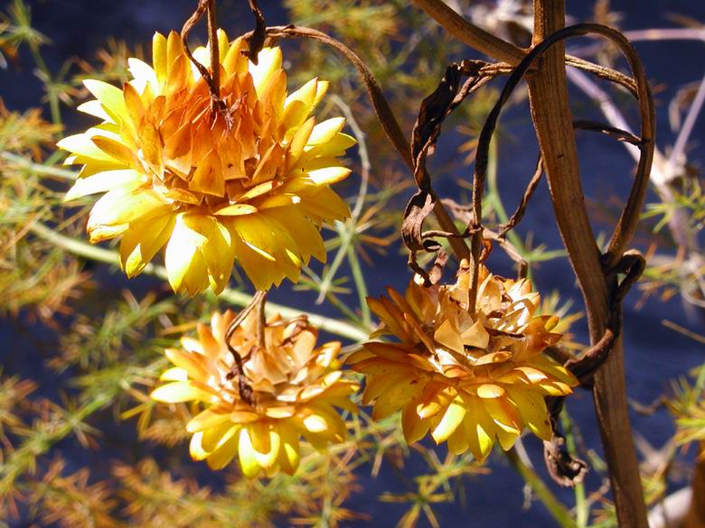 ����������� [Victor-Big ]