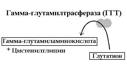 ( ���������! )=���. 4 ����� �������������� �����-������������������ (���) �� ������ �����������