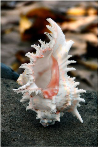 ������� [�� �����]