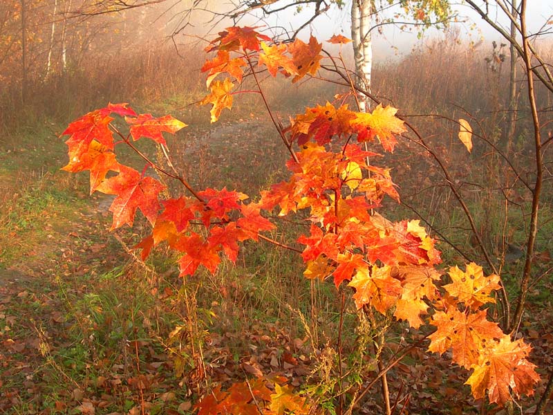 ������� ���� [�� �����]