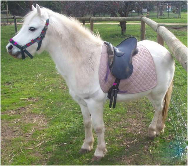 ���� [�� �����]