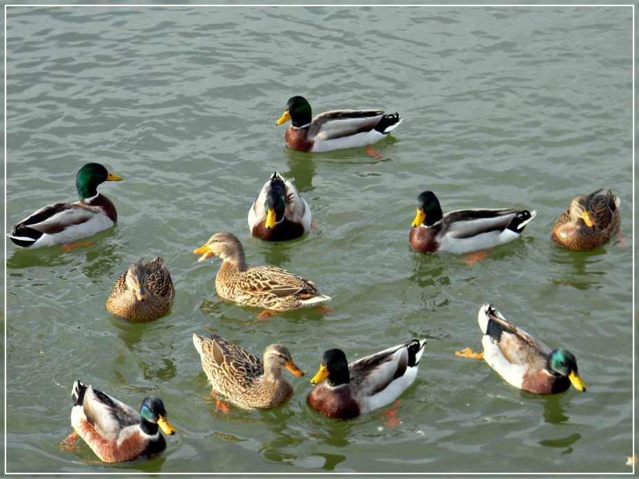 ���� [�� �����]