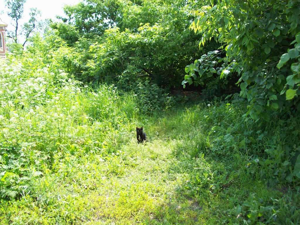 ׸���� ��� ������� [�����]