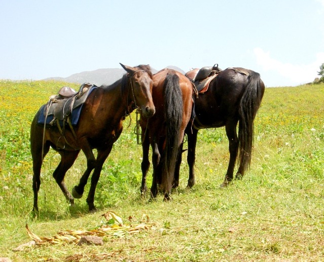 ������� ������� � ������������� ����� [���� ����� ���]