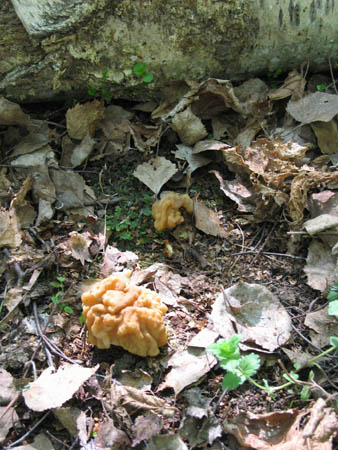 �����-������� [�������]