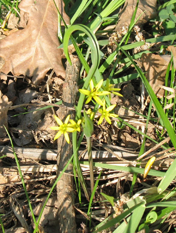 ������� ��� [�������]