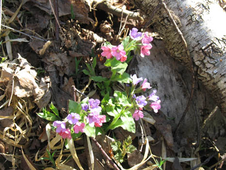 �������� [�������]