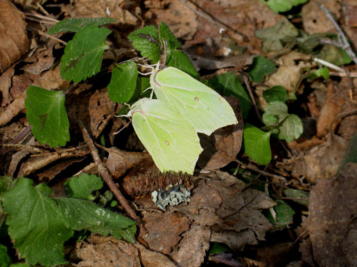 ���������� ������� [�������]