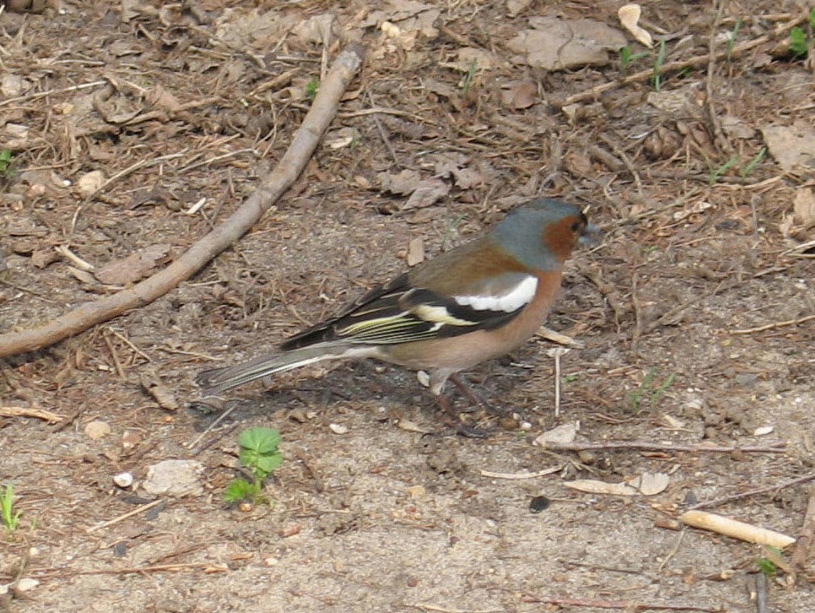 ������ [�������]