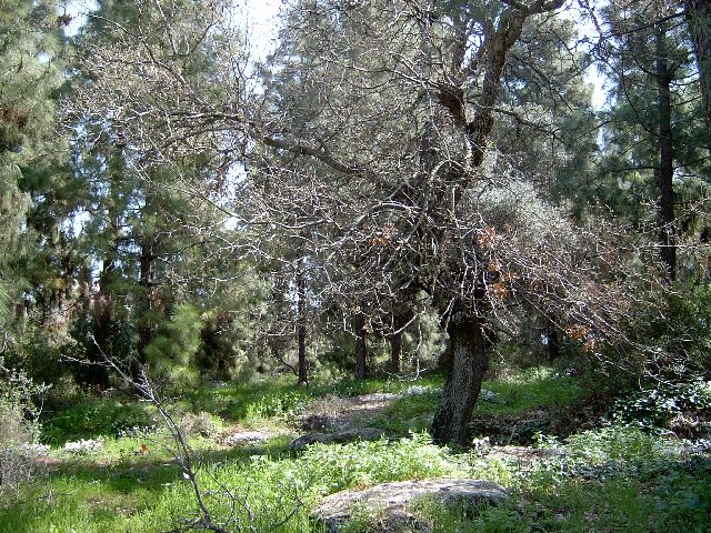 ��� � ����� [ Oleg  Lerman]