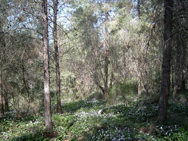 ���������  ������ [ Oleg  Lerman]