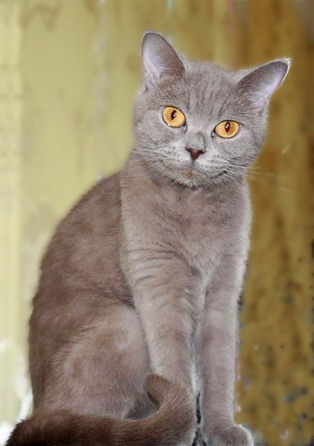  [����������]