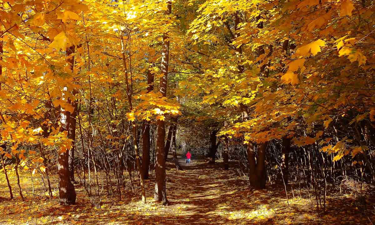  [��������� �������]