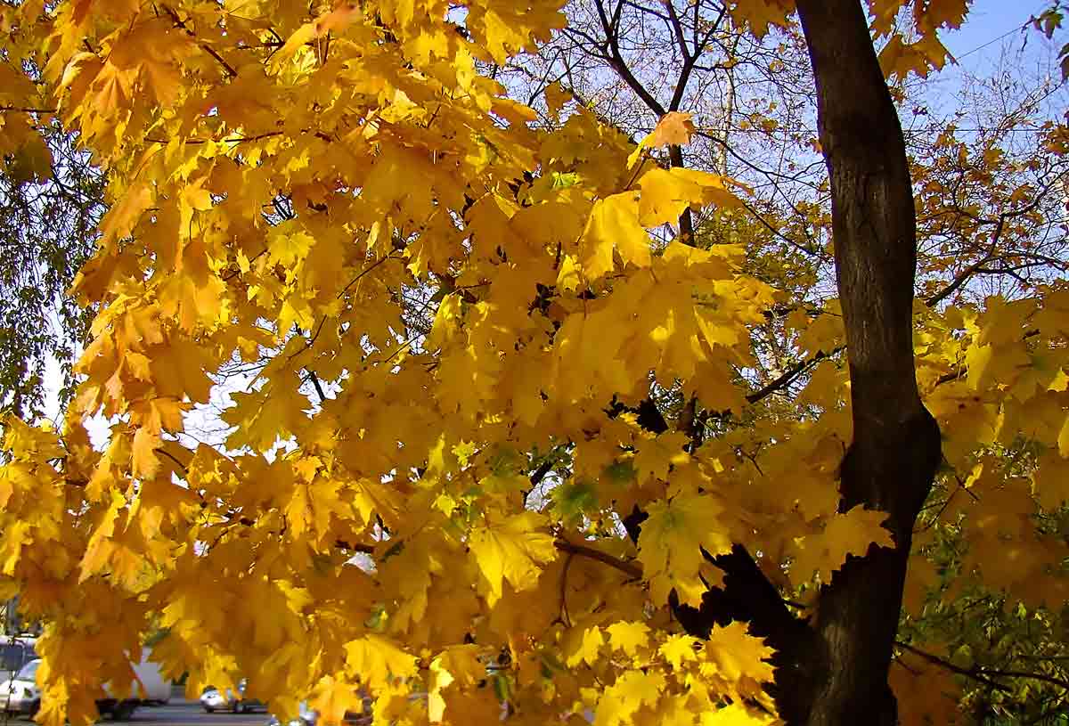  [��������� �������]