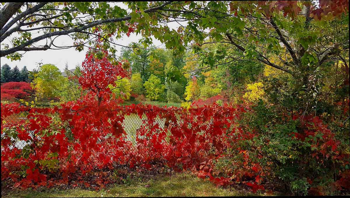  [��������� �������]