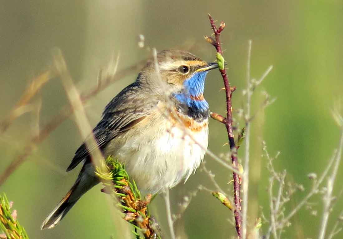 ��������� [������]