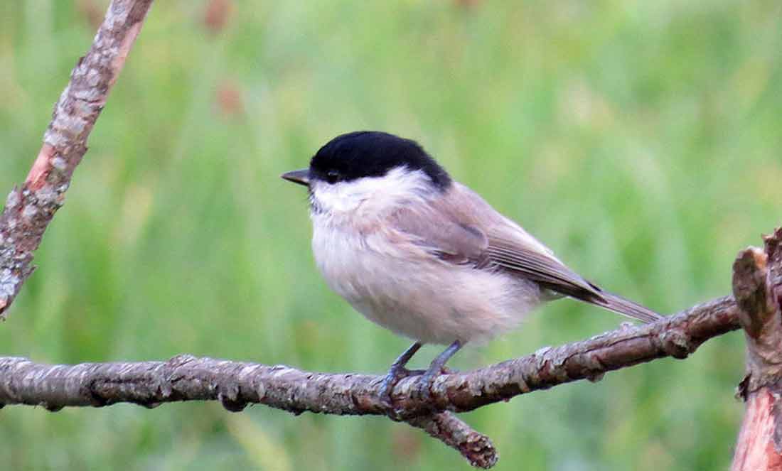 ������-������ [������]