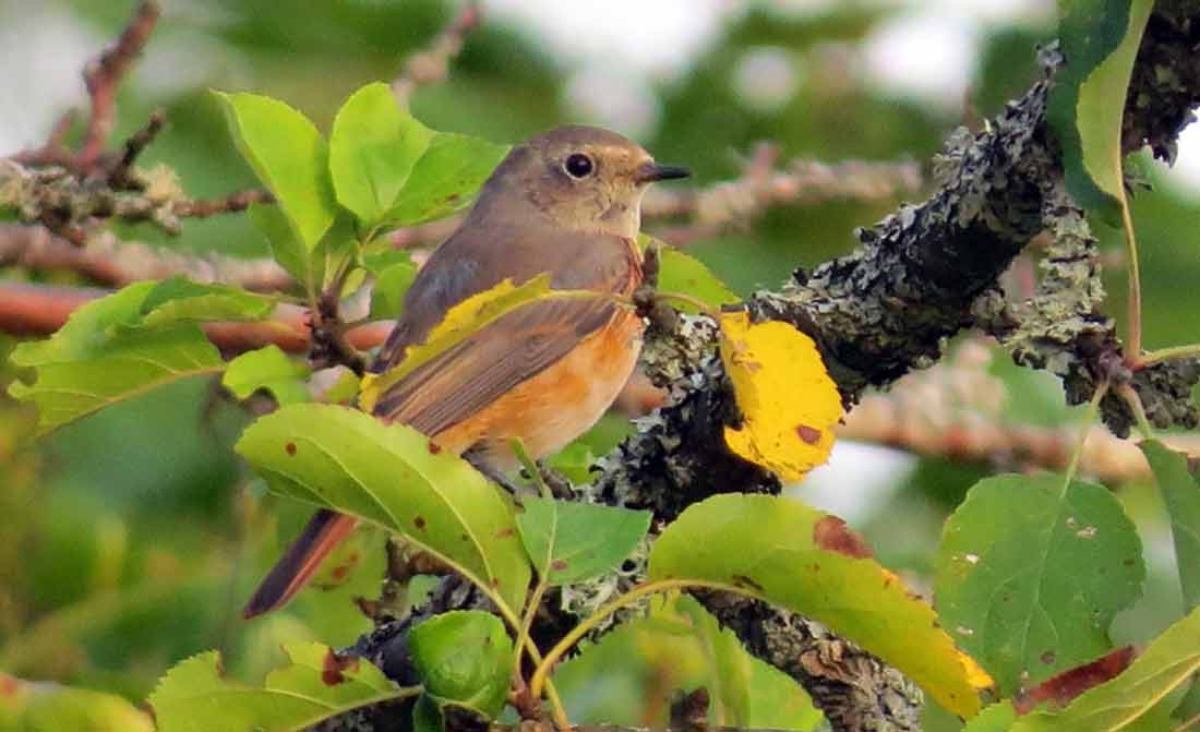 ����������� ������������ [������]