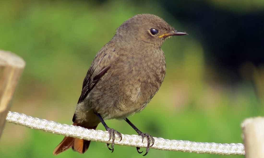 �����������-�������� [������]