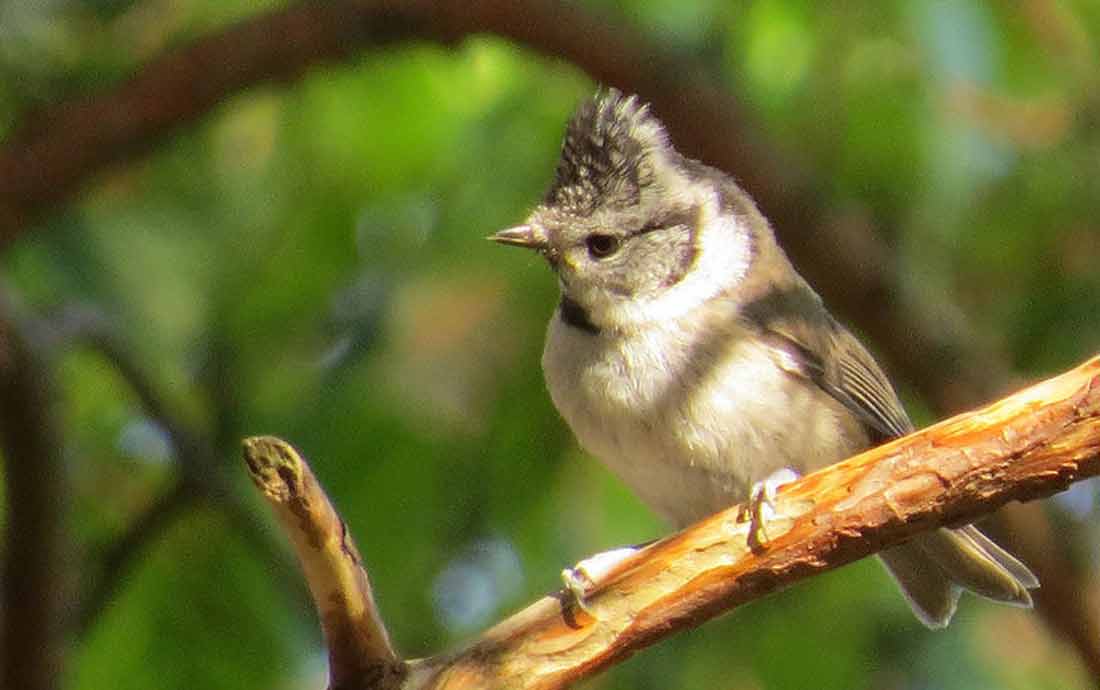 ����������, ������ ������ [������]