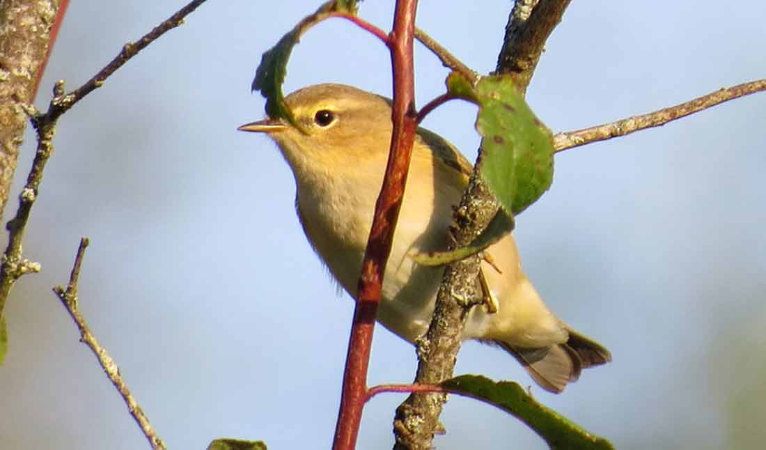 �������-��������� [������]