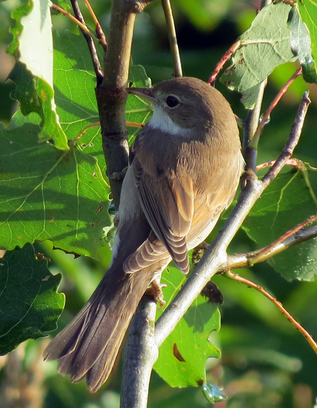 ����� ������ [������]