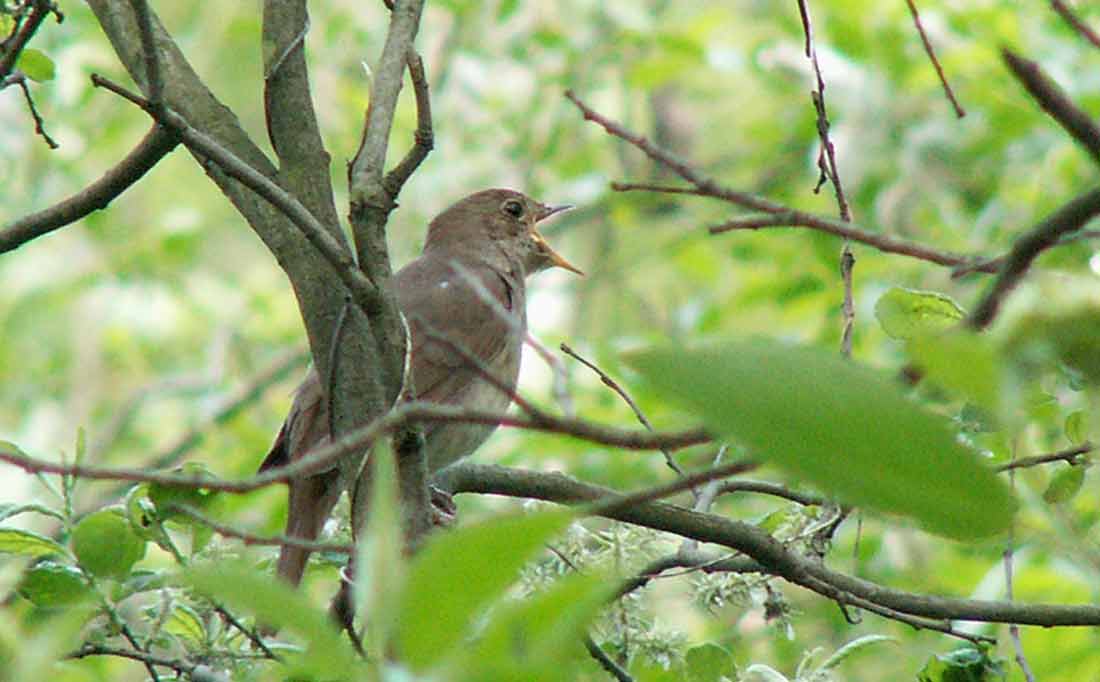 ������� [������]