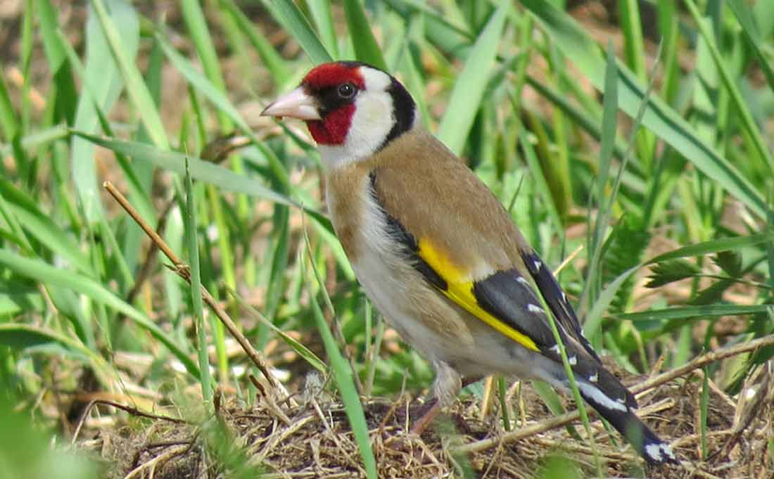 ����� [������]