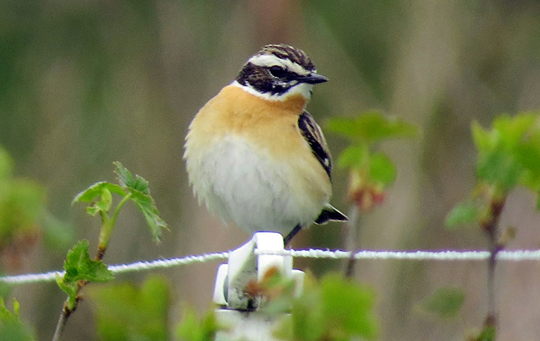 ������� ����� [�.�.������]