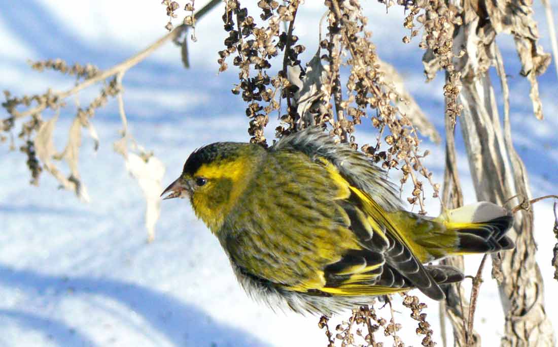 ��� [������ ]