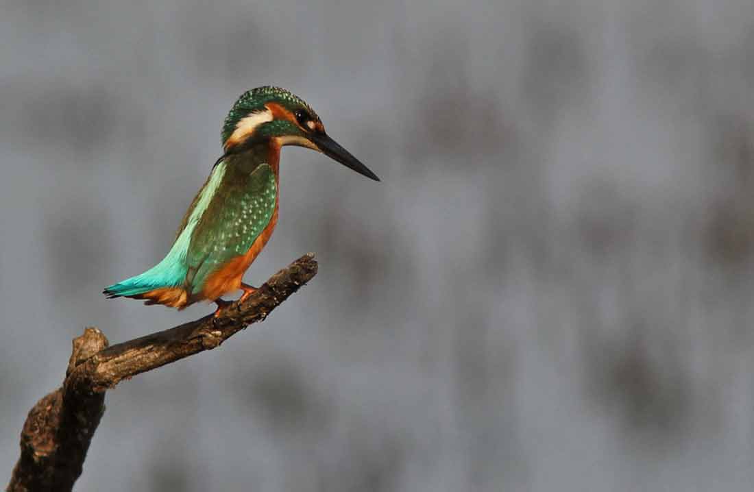 ��������� [������ ]