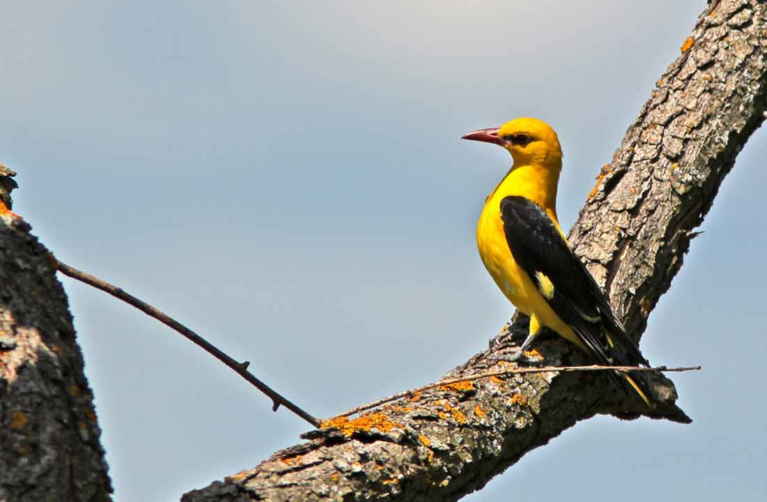 ������ [������ ]