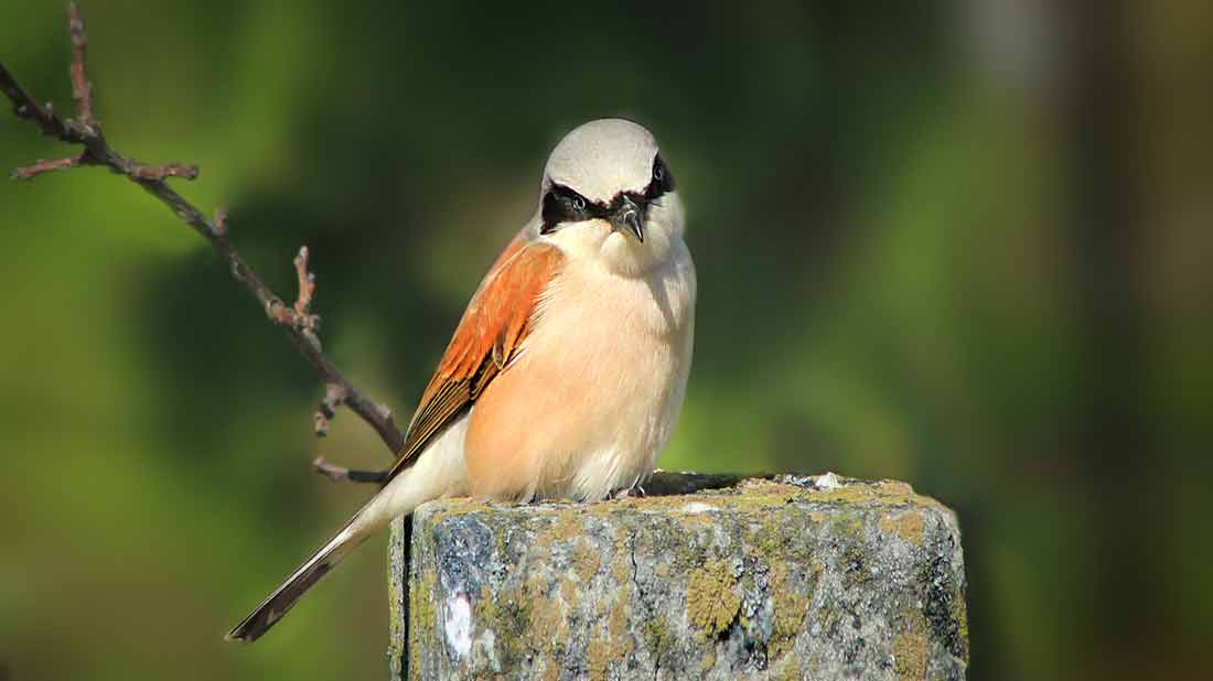 ����� ������������ [haronn]