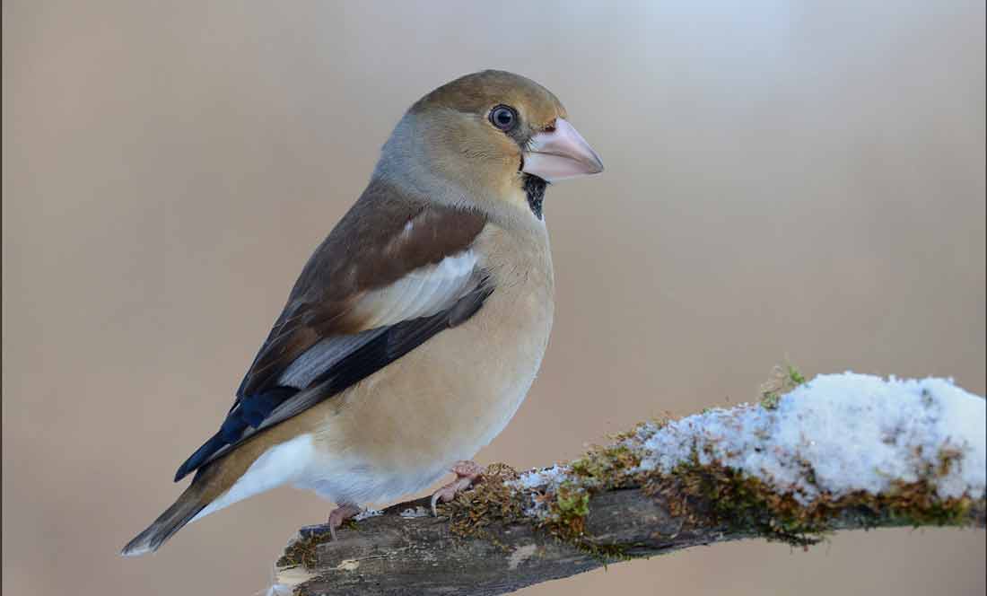 ���������� [iwa]