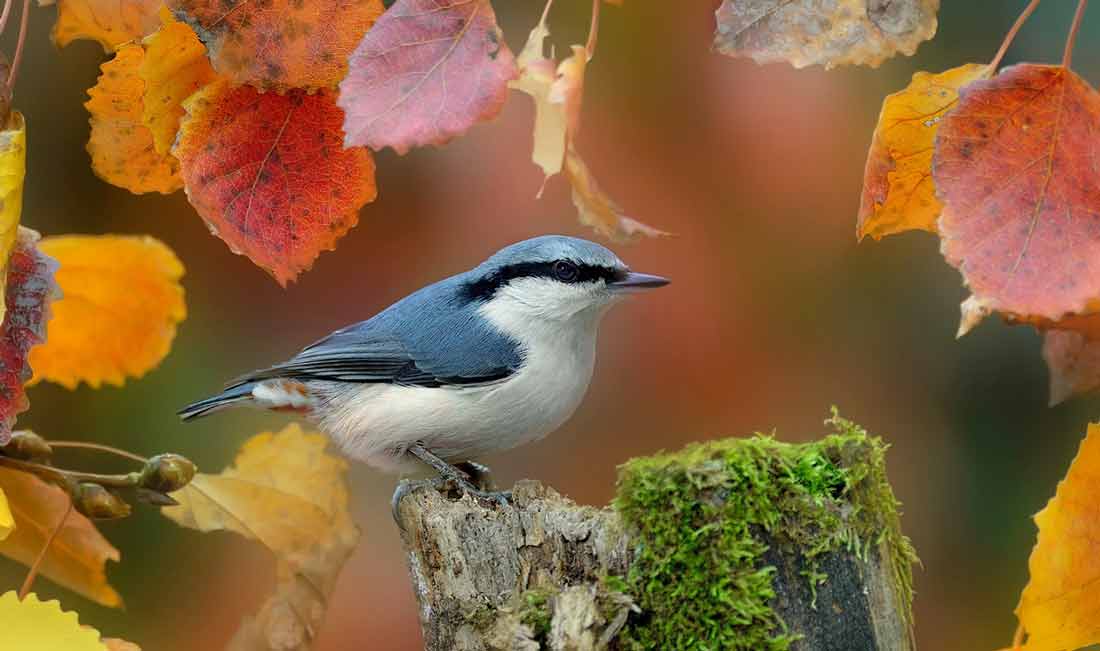 ��������� [Vladilenoff]