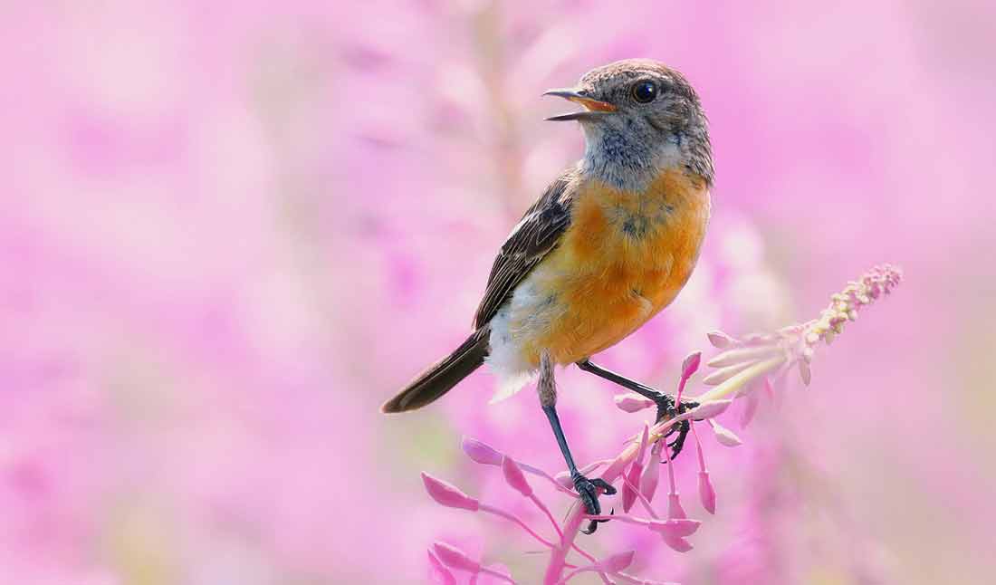 ����� [Vladilenoff]