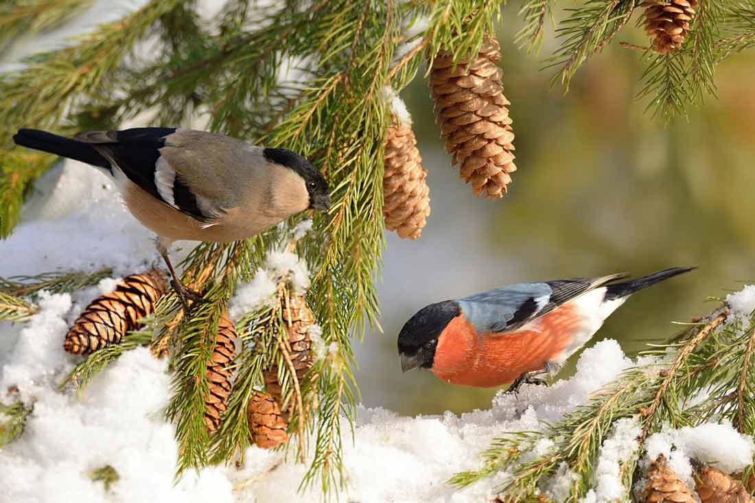 �������� ���� [Vladilenoff]