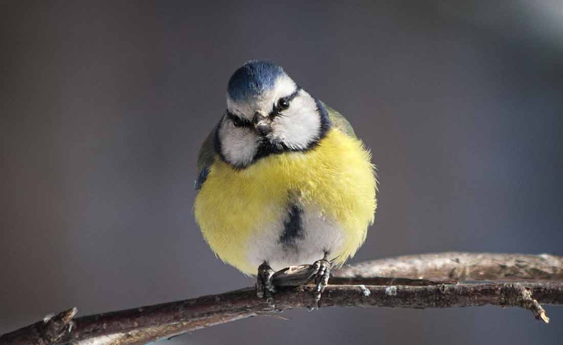 ������-��������� [�.������]