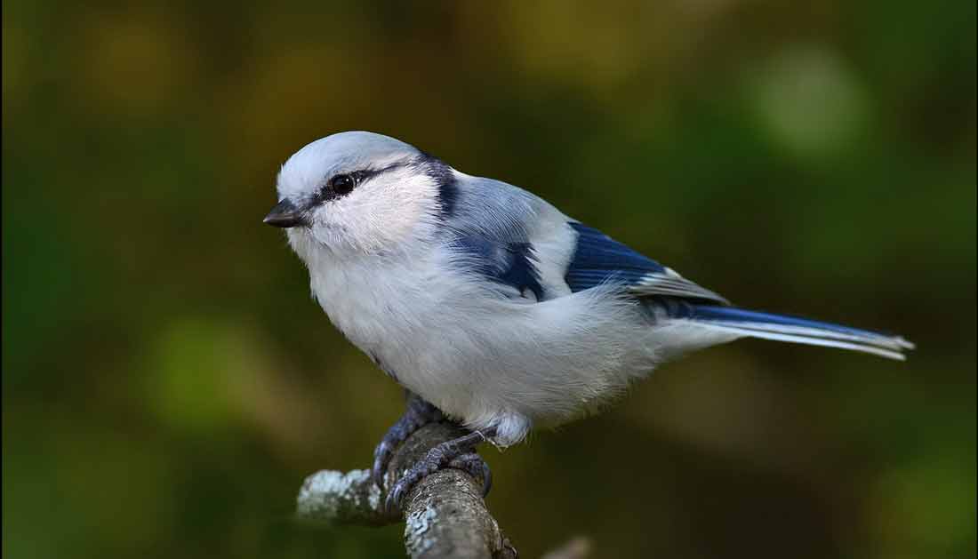 ������ �����-����� [iwa]