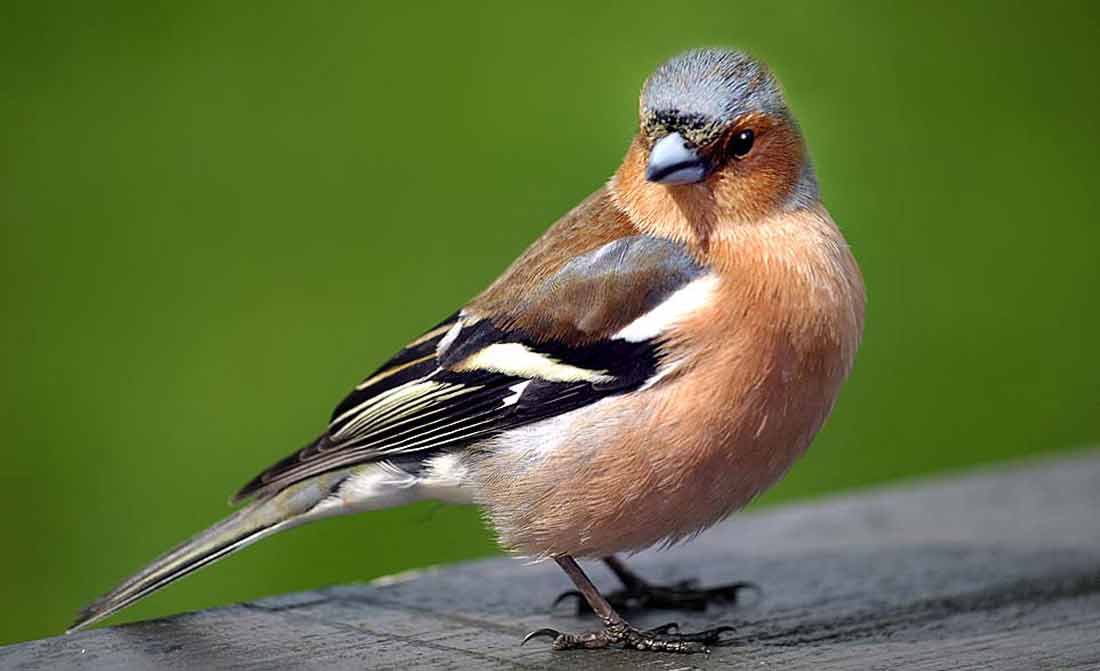 ������ []