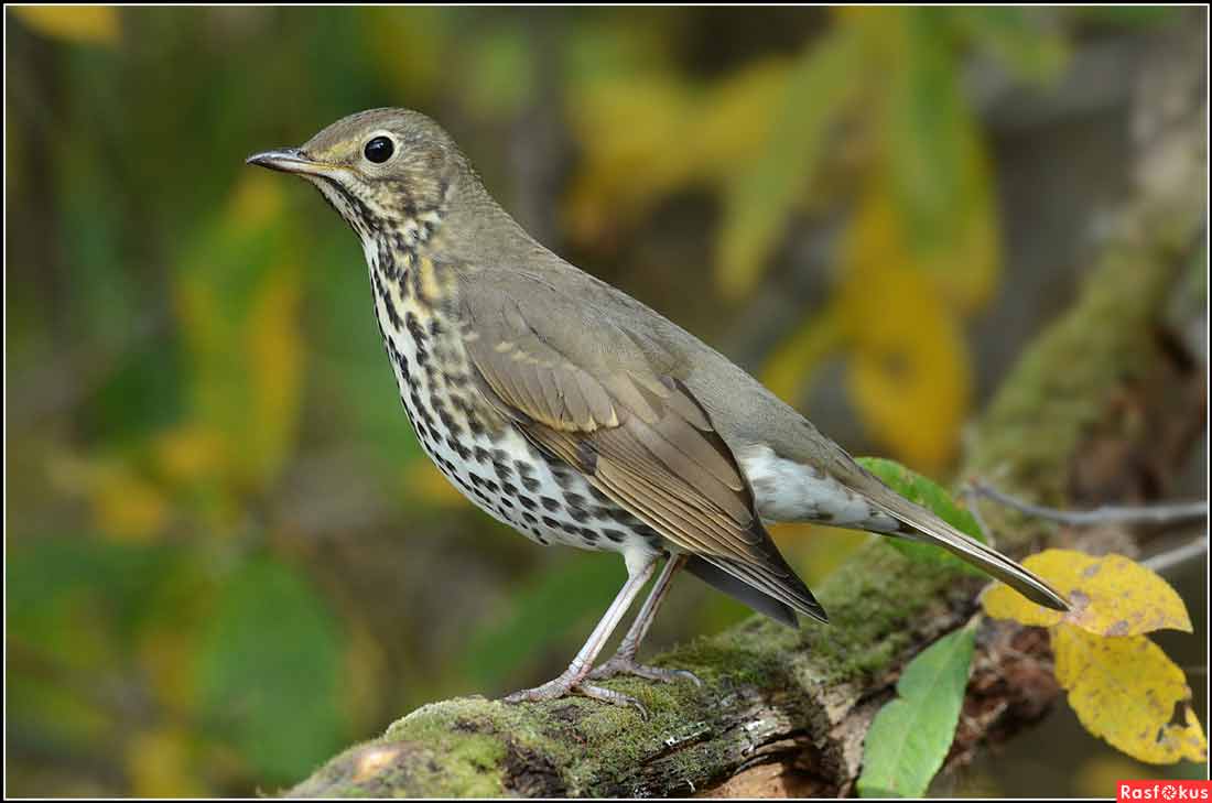 ������ ����� []