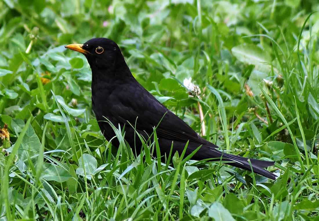 ׸���� ����� []