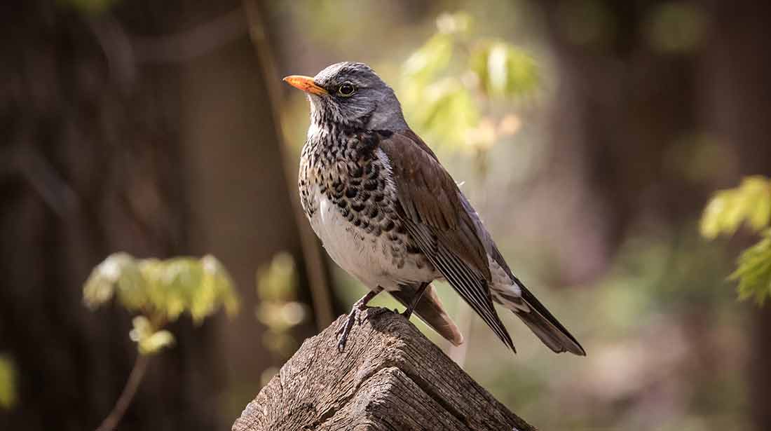 �����-�������� [Gleser]