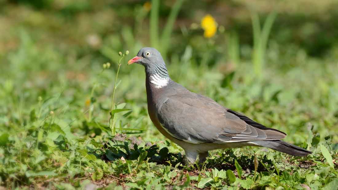 ������ ������-������ []