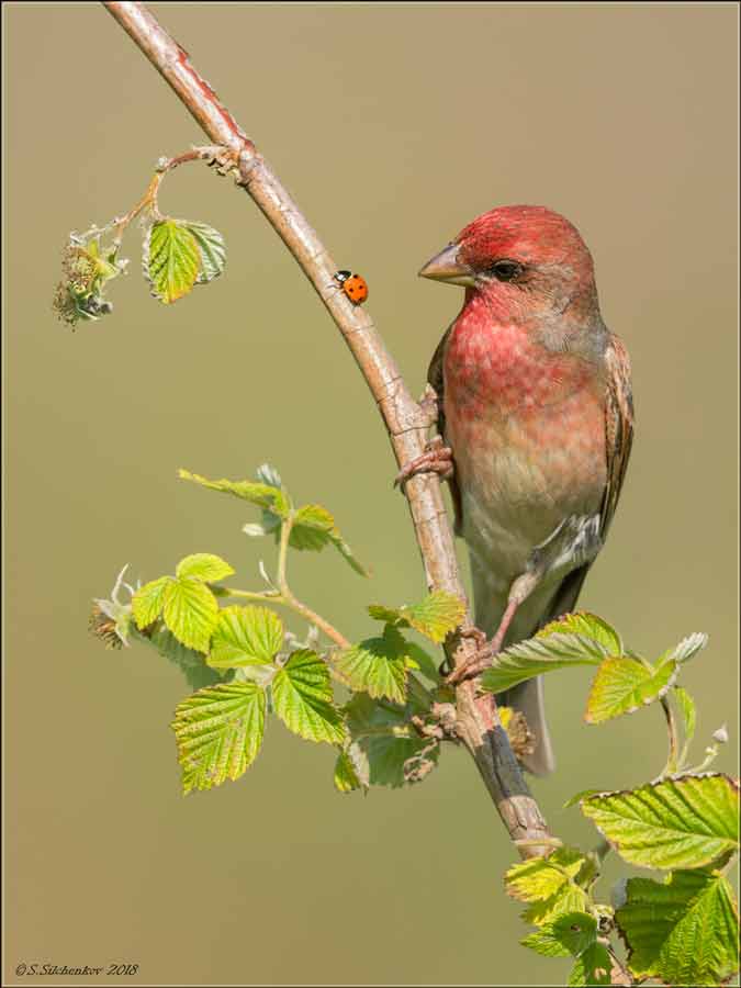 �������� [�����������]