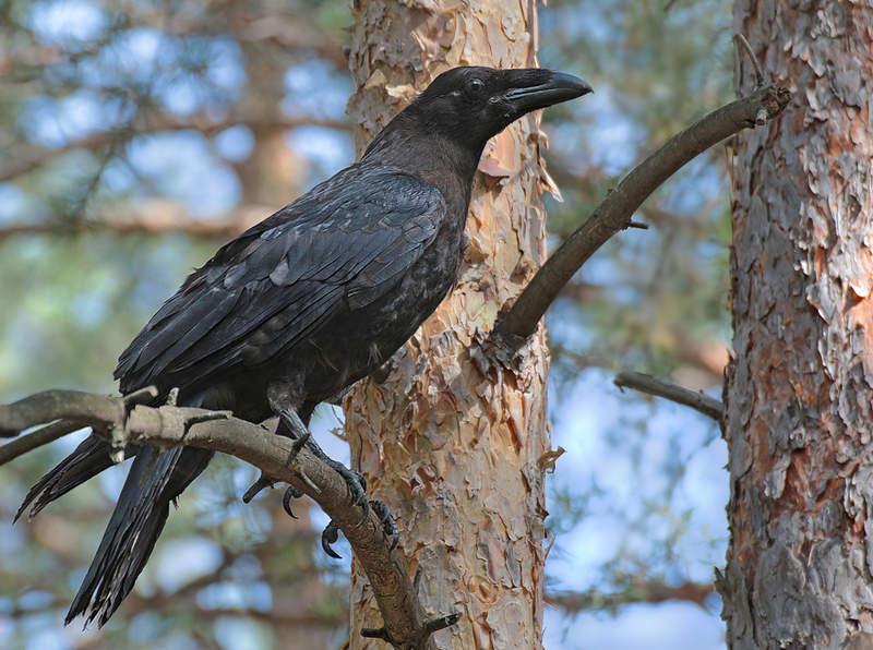 ����� [�������� ���������]