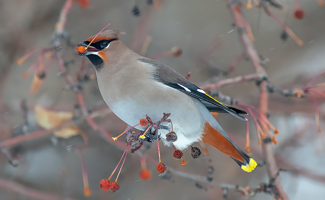 ���������� [������ ������]