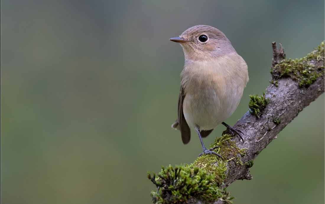 ��������� ����� [�����������]